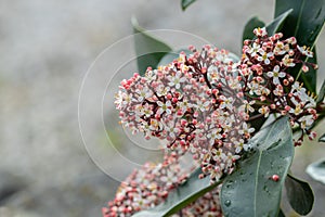 Blooming panicle of a Japanese skimmia (Skimmia japonica). photo