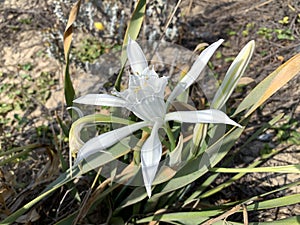 Blooming pankration sea or sand lily Latin - Pancratium maritimum