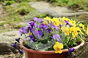 Blooming pansies