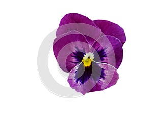 Blooming of pansy flower in autumn gardening