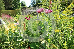 Blooming Papaver Somniferum in Great Dixter House & Gardens.