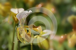 Blooming Paphiopedilum gratrixianum, Lady's Slipper Orchid Flower on Blurred Greenery Natural Background