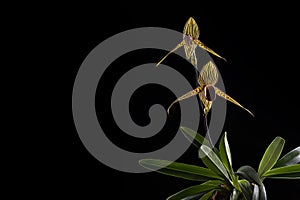 Blooming Paphiopedilum rothschildianum on black with copy space