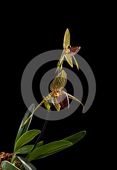 Blooming paphiopedilum rothschildianum stem on black background photo