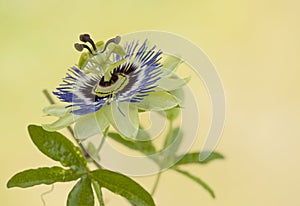 Blooming  passiflora