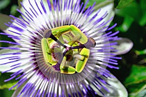 Blooming passion fruit