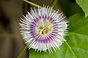 Blooming passion fruit flower