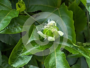 Blooming passion fruit flowers, with natural leaf background