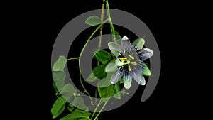 Blooming passionflower flower buds ALPHA matte, Full HD. Passiflora caerulea Time Lapse
