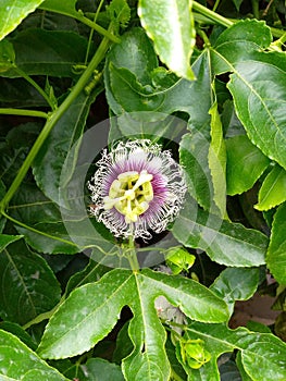 a blooming passionflower on a passion fruit tree
