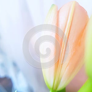 Blooming pastel flower liliac
