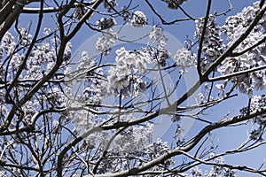 Blooming paulownia on a sunny day