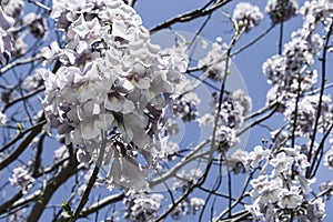 Blooming paulownia on a sunny day