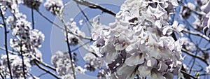 Blooming paulownia on a sunny day