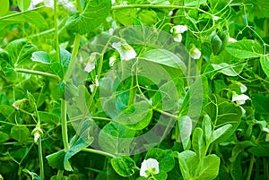 Blooming pea