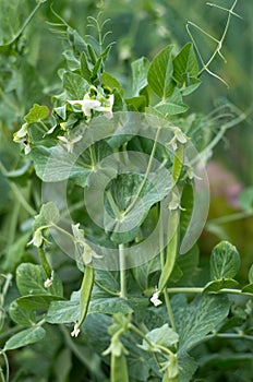 Blooming pea