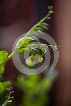 Blooming pea bush in the garden. Closeup photo