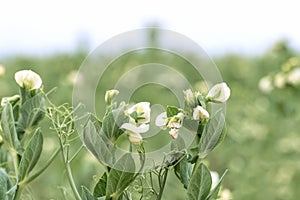 Blooming pea, field of young shoots and white flowers