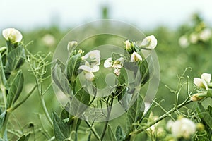 Blooming pea, field of young shoots and white flowers