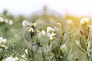 Blooming pea, field of young shoots and white flowers