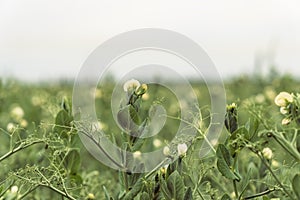 Blooming pea, field of young shoots and white flowers