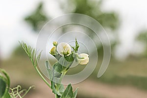 Blooming pea, field of young shoots and white flowers