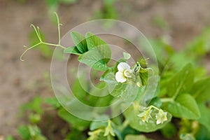 Blooming pea plant on a garden bed