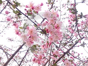 Blooming peach blossoms in Xixi National Wetland Park in Hangzhou,China