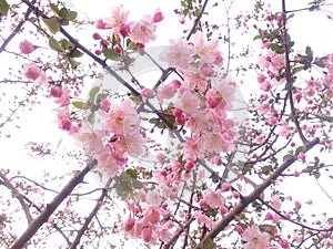 Blooming peach blossoms in Xixi National Wetland Park in Hangzhou,China photo