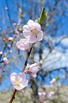 Blooming peach. The branch of fruit trees with pink flowers with blue sky background.