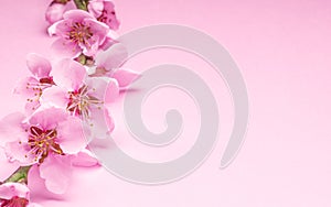 Blooming peach branch on pink background.  Symbol of life beginning and the awakening of nature