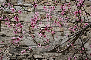 Blooming peach branches