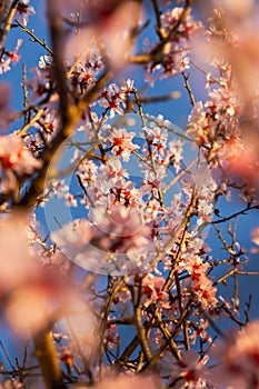 Blooming peach branches against the blue sky. Beautiful spring pink background