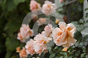 Blooming peach colored roses