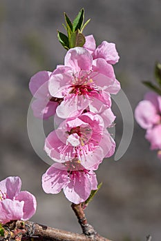 blooming peach flower