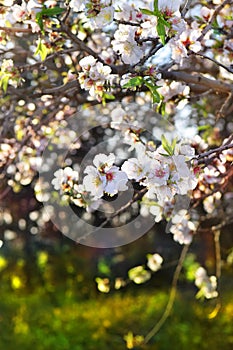 Blooming peach garden