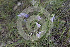 Blooming of peach-leaved bellflower. oblong lilac-blue fragile n