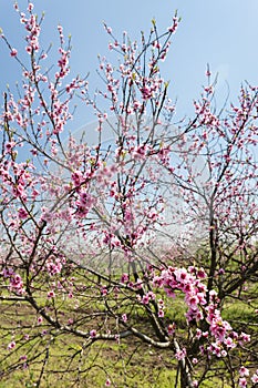 blooming peach orchard
