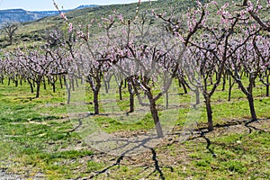 Blooming peach Orchard with a green hill and distant mountain