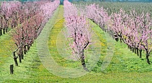 Blooming peach orchard