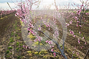 Blooming peach orchard
