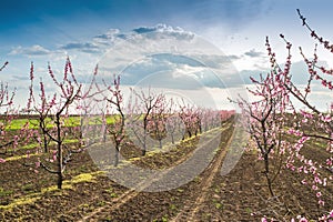 Blooming peach orchard