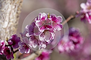 Blooming peach orchards in Palisade Colorado in Spring