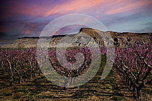 Blooming peach orchards in Palisade Colorado in Spring