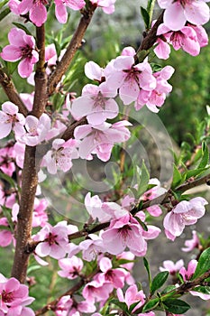 Blooming peach-tree branch