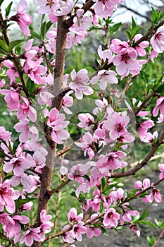 Blooming peach-tree branch