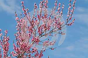 Blooming peach tree, Malum persicum, in spring