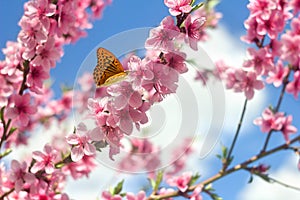 Blooming peach tree, pink flowers on twig in garden in a spring day with orange butterfly on blur background blue sky