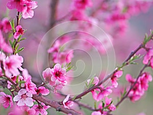 Blooming peach trees