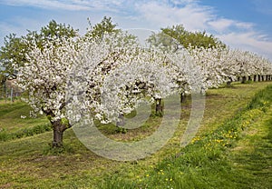 Blooming peach trees